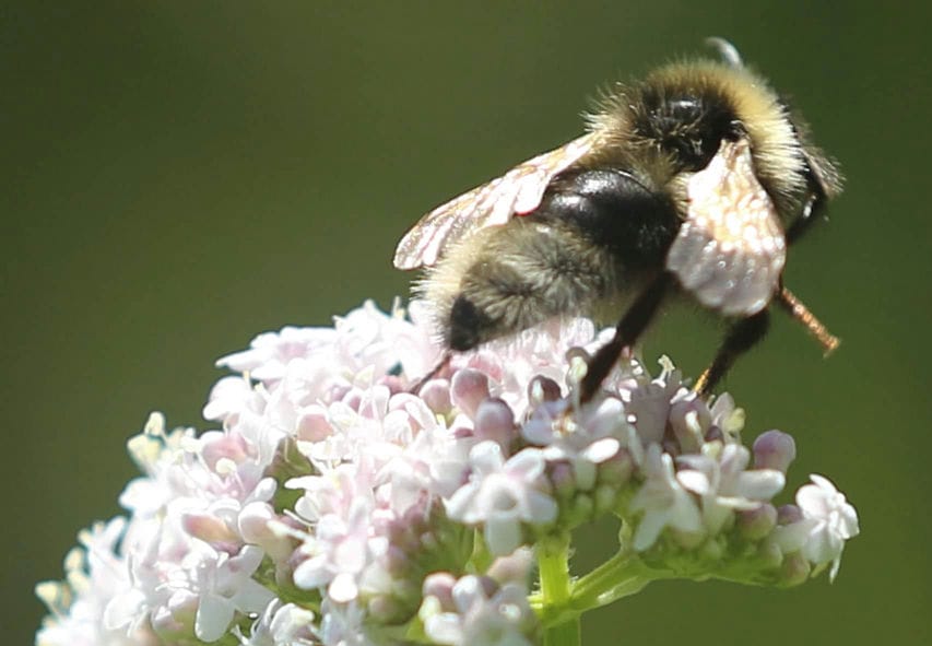 Veränderliche Hummel (Bombus humilis)